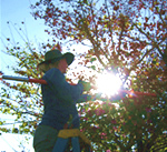 Tree Pruning Service